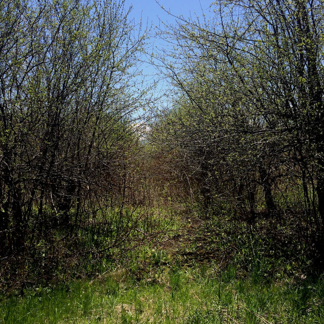 Lost orchard project update. Can we really save an orchard?